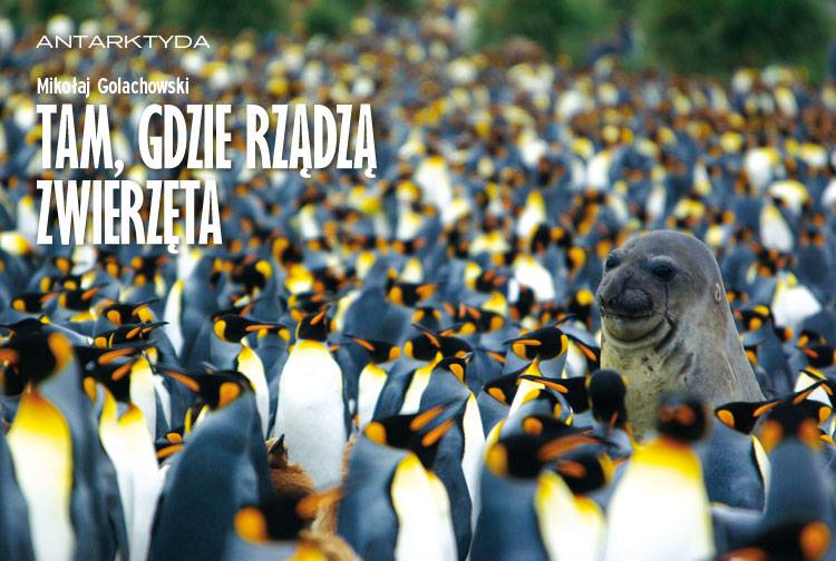 Losowy darmowy artykuł